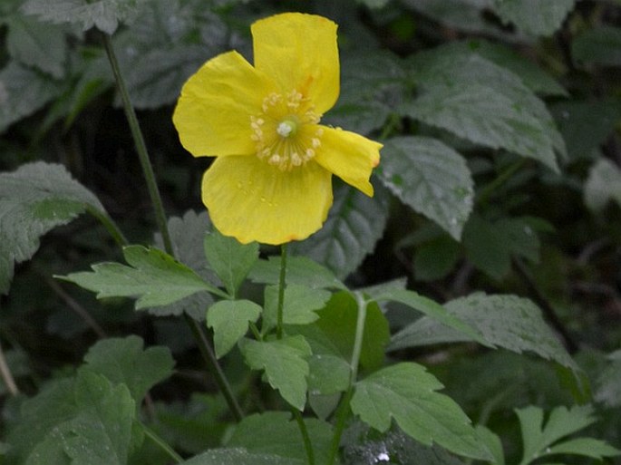 Meconopsis cambrica