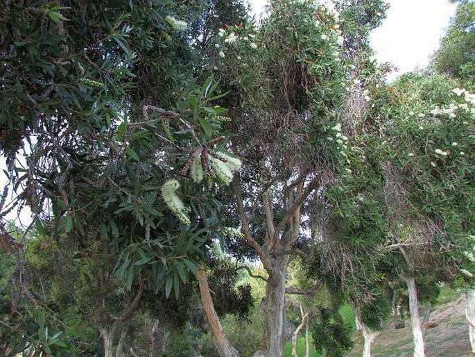 Melaleuca quinquenervia