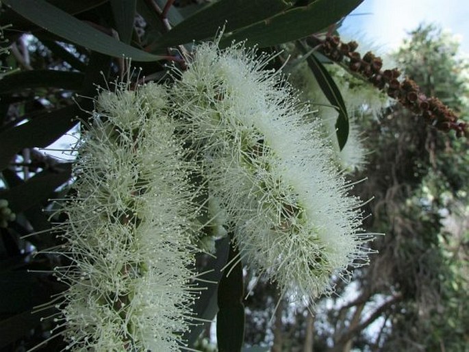 Melaleuca quinquenervia