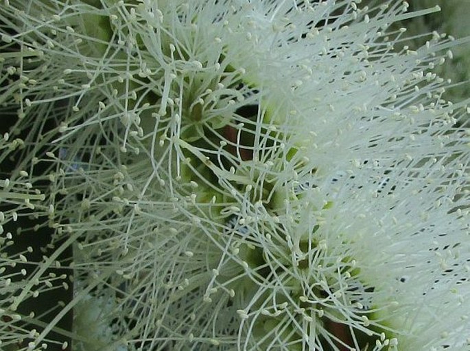 Melaleuca quinquenervia