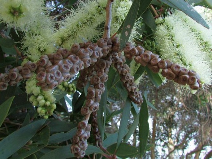 Melaleuca quinquenervia