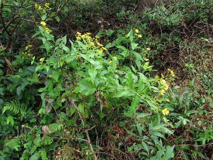 Wollastonia biflora