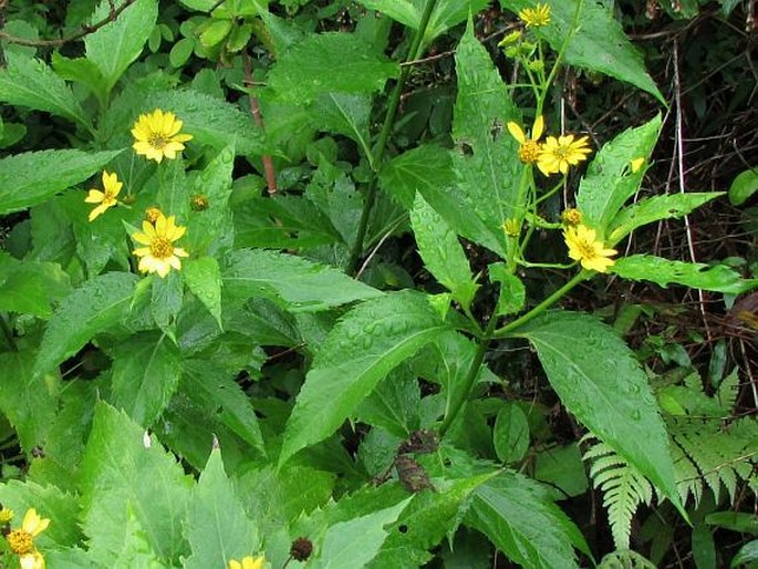 Wollastonia biflora