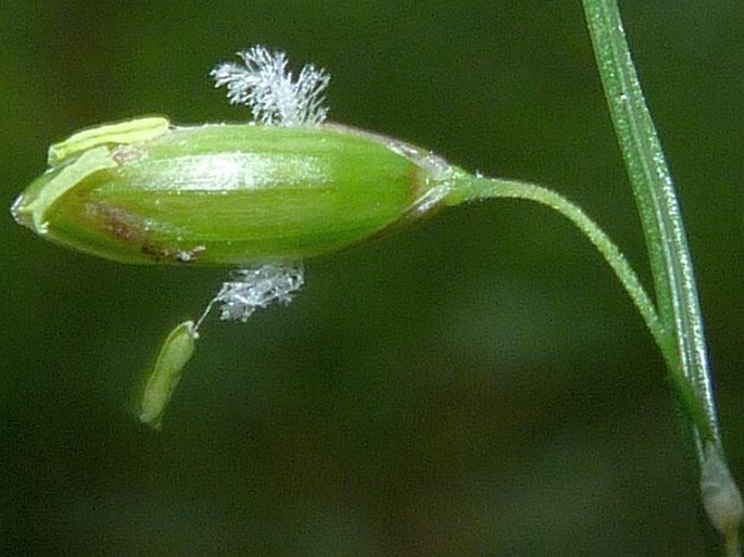 Melica picta