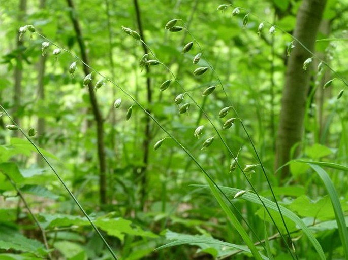 MELICA PICTA K. Koch – strdivka zbarvená / mednička zafarbená