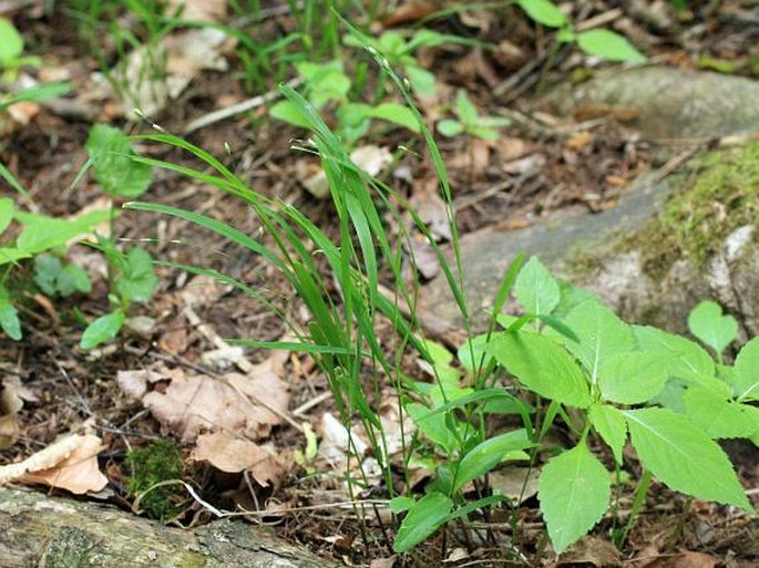 Melica uniflora