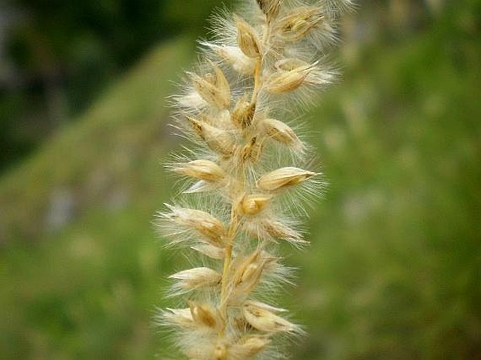 MELICA CILIATA L. – strdivka brvitá / mednička brvitá