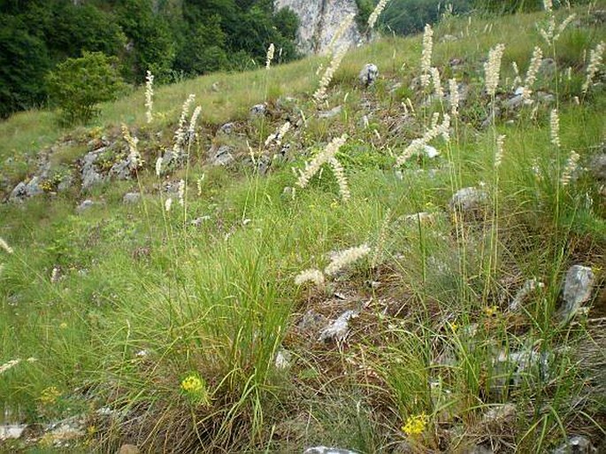 Melica ciliata