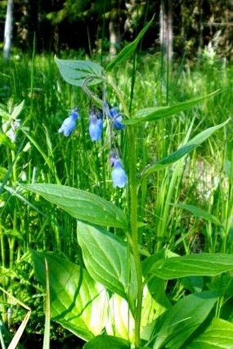 Mertensia paniculata