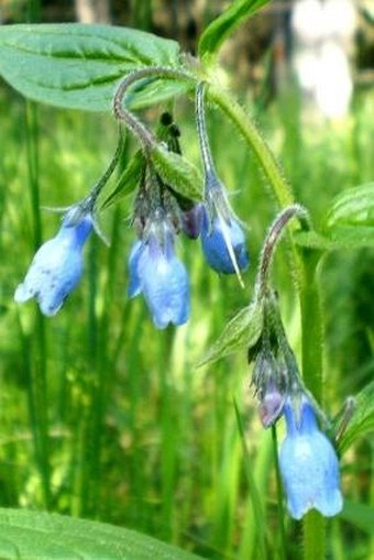 Mertensia paniculata