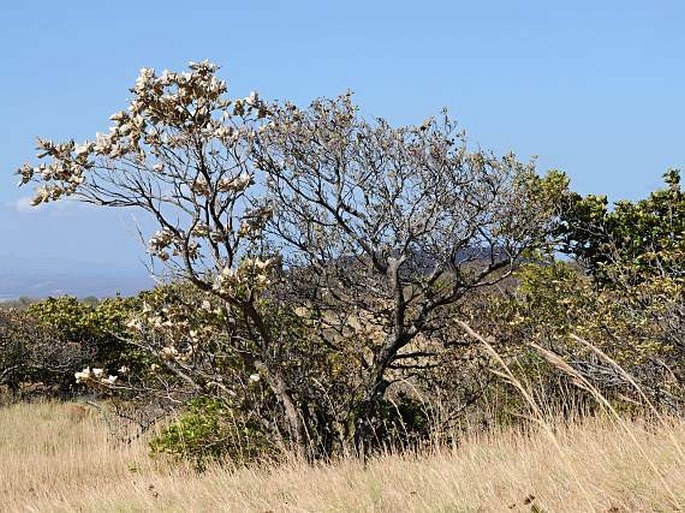 Miconia argentea