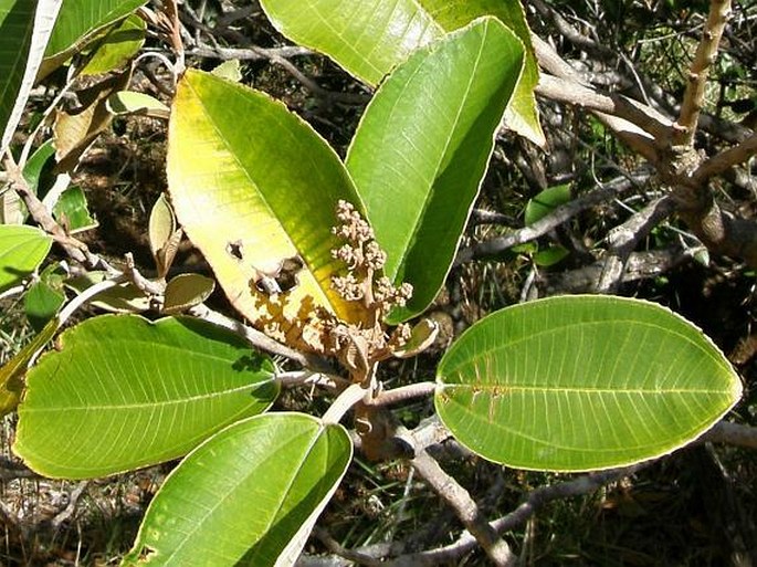 Miconia argentea