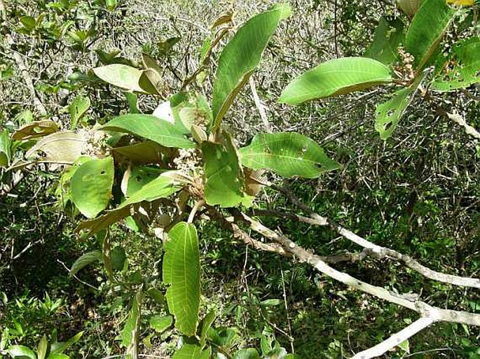 Miconia argentea