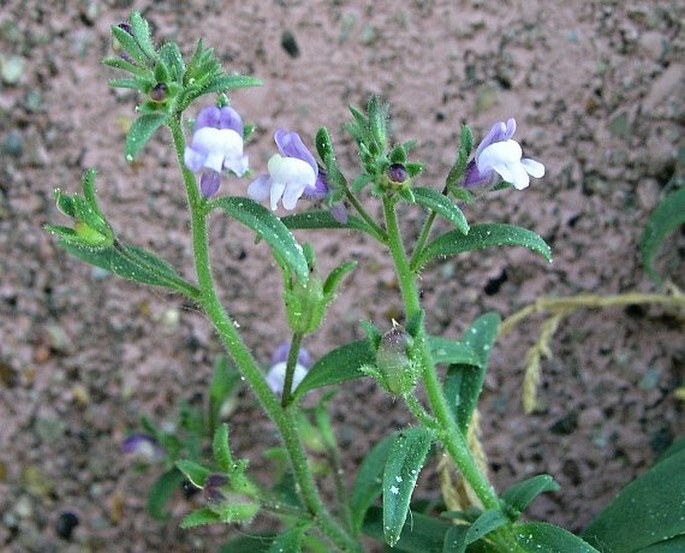 MICRORRHINUM LITORALE (Bernh. ex Willd.) Speta – hledíček pobřežní / papyštek