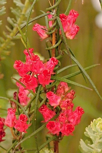 Microloma tenuifolium