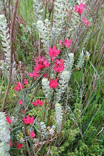 Microloma tenuifolium