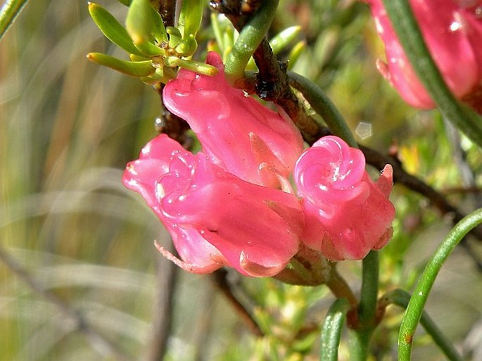 Microloma tenuifolium