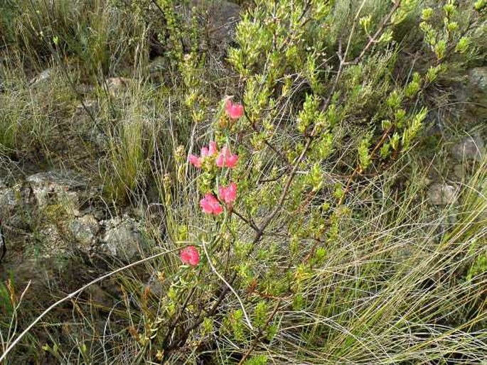 Microloma tenuifolium