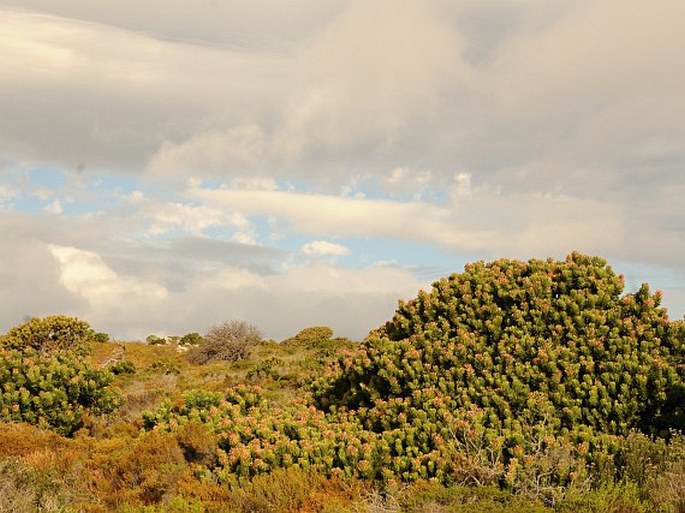 Mimetes fimbriifolius