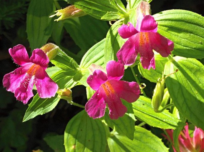 ERYTHRANTHE LEWISII (Pursh) G. L. Nesom et N. S. Fraga – kejklířka / čarodejka