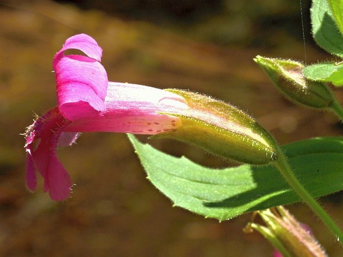 Erythranthe lewisii