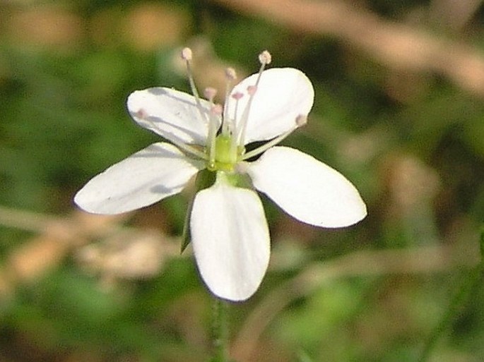 Minuartia caespitosa