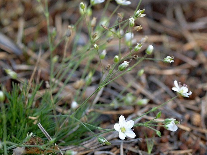 Minuartia caespitosa