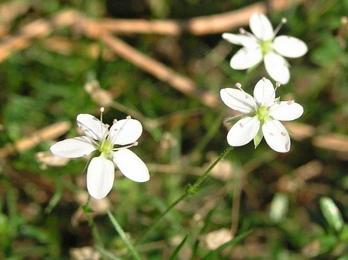 Minuartia caespitosa