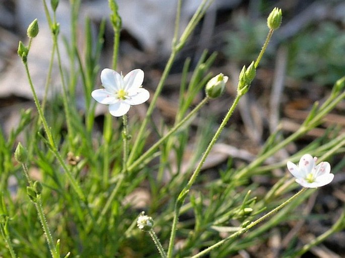 Minuartia caespitosa