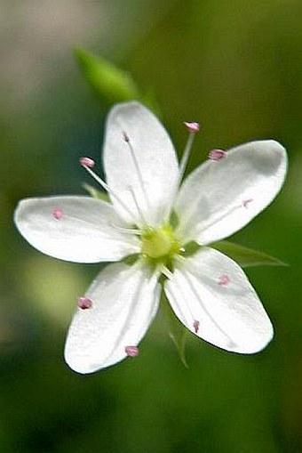 Minuartia smejkalii