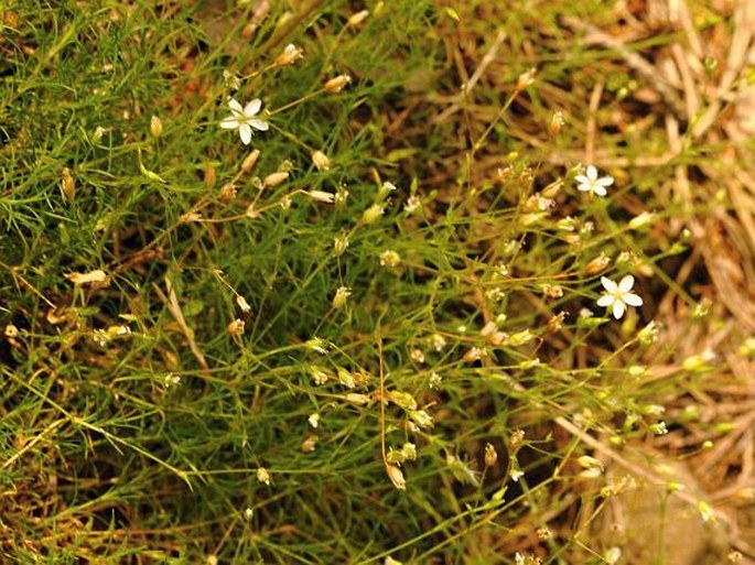 Minuartia smejkalii