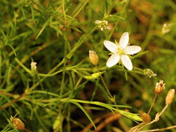 Minuartia smejkalii