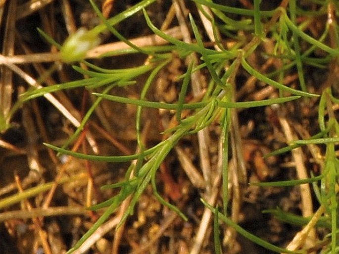 Minuartia smejkalii