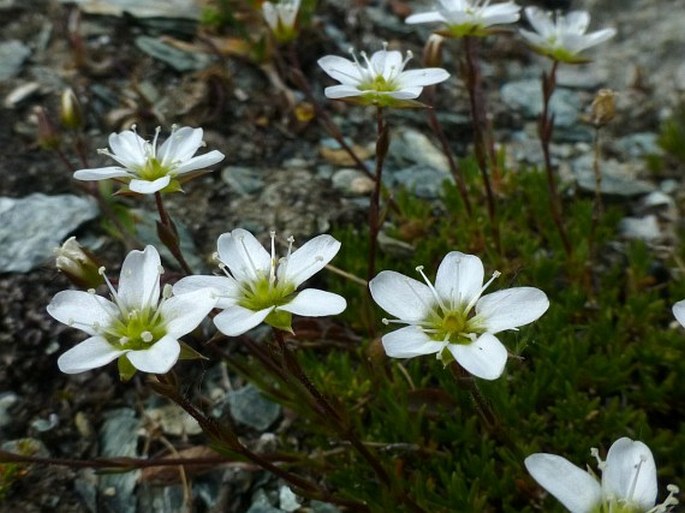 Minuartia recurva subsp. recurva