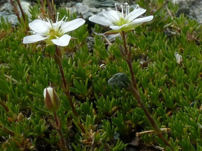 Minuartia recurva subsp. recurva