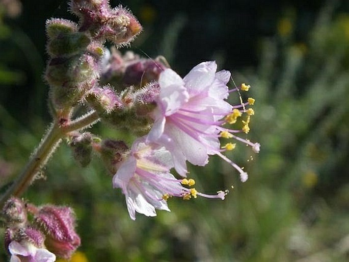 Mirabilis linearis