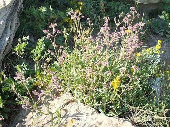 Mirabilis linearis