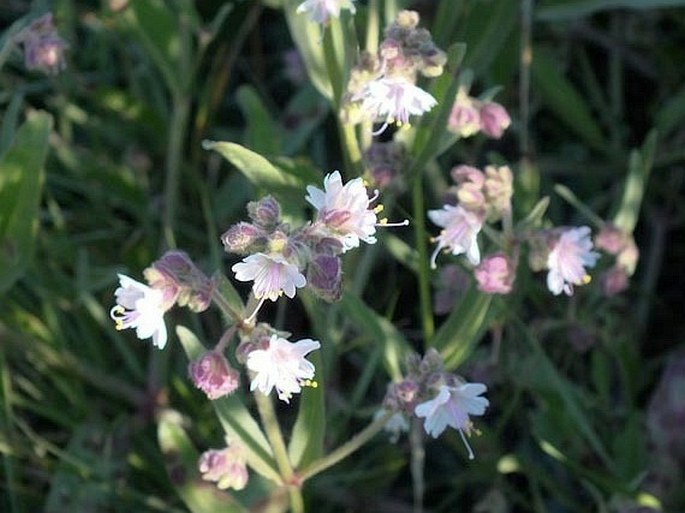 Mirabilis linearis