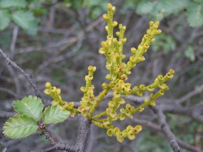 Misodendrum punctulatum