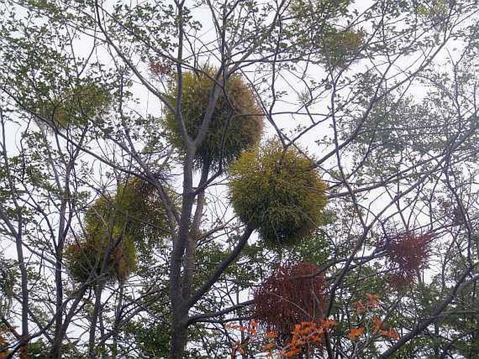 Misodendrum punctulatum