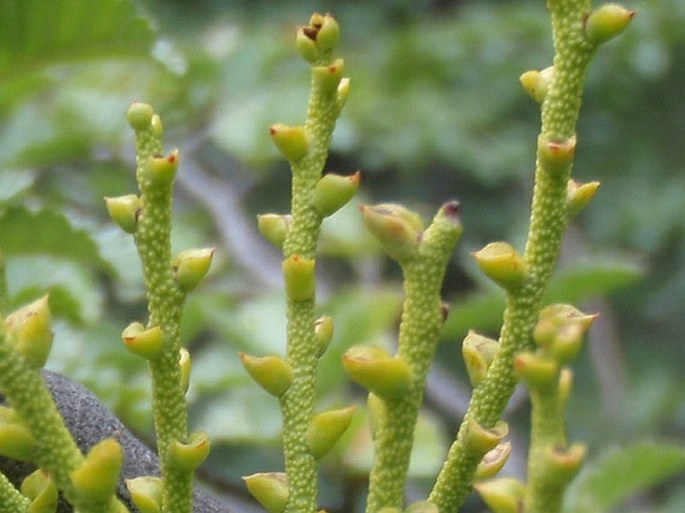 Misodendrum punctulatum