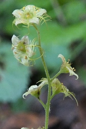 Mitella nuda