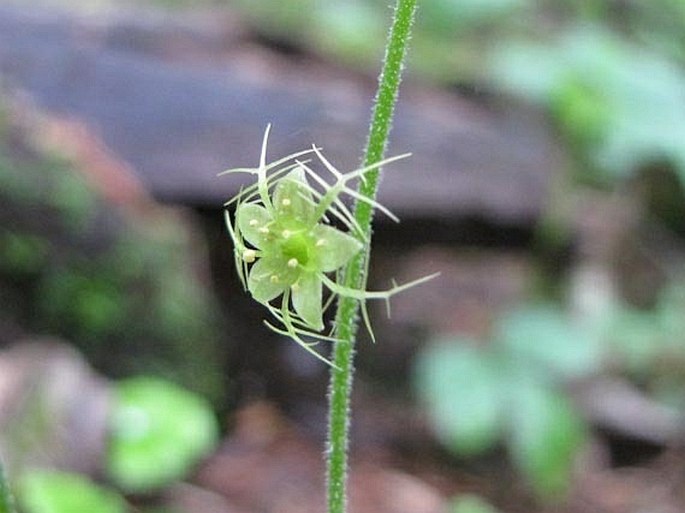 Mitella nuda