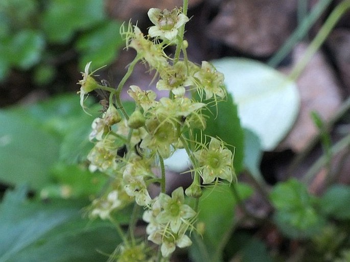 MITELLA NUDA L. - čepeňka