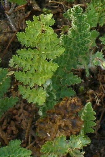 Mohria caffrorum