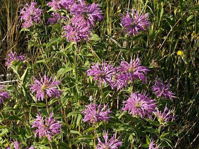 Monarda fistulosa