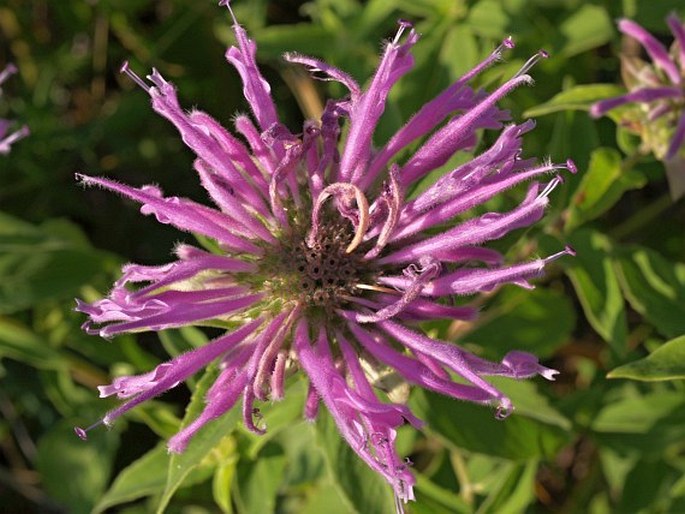 Monarda fistulosa