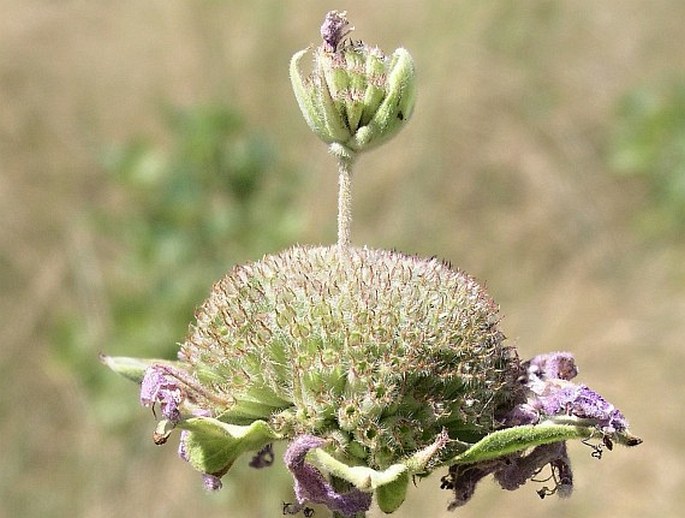 Monarda fistulosa