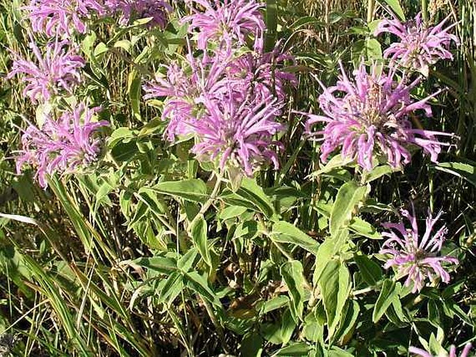 Monarda fistulosa