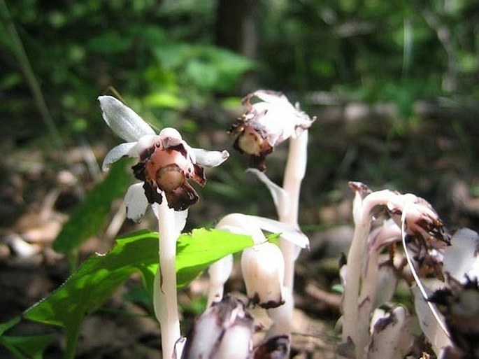 Monotropa uniflora